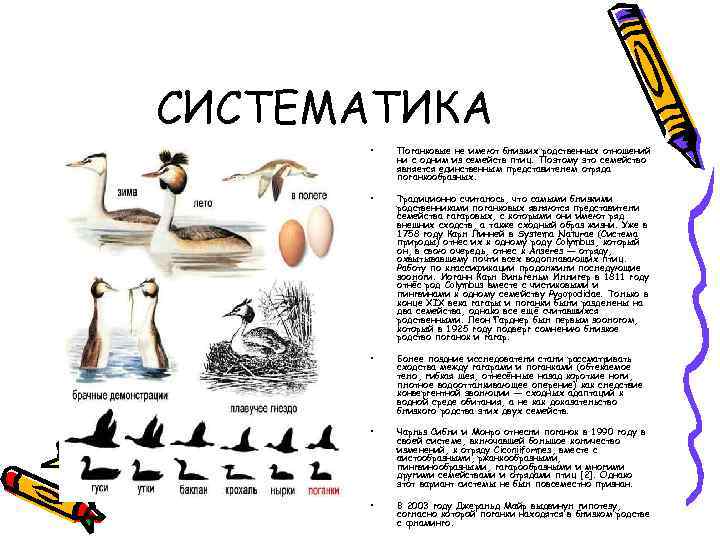 СИСТЕМАТИКА • Поганковые не имеют близких родственных отношений ни с одним из семейств птиц.