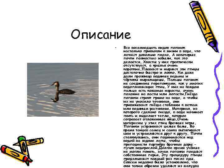 Описание • Все восемнадцать видов поганок настолько привыкли к жизни в воде, что летают