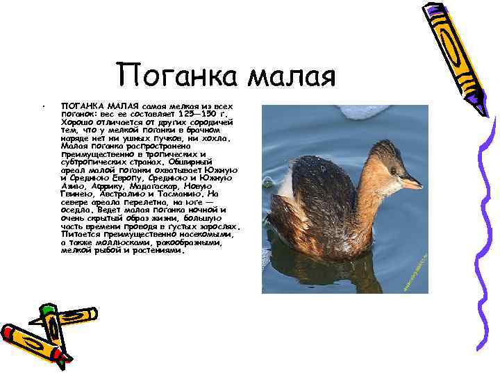 Поганка малая • ПОГАНКА МАЛАЯ самая мелкая из всех поганок: вес ее составляет 125—