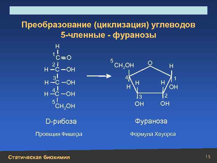 Строение, свойства, биологическая роль углеводов и липидов Преобразование (циклизация) углеводов 5 -членные - фуранозы
