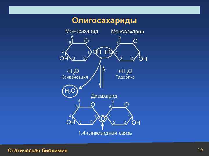Строение, свойства, биологическая роль углеводов и липидов Олигосахариды Моносахарид 6 6 О 5 4