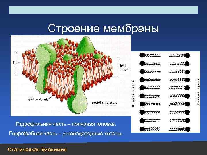 Строение, свойства, биологическая роль углеводов и липидов Строение мембраны Гидрофильная часть – полярная головка.