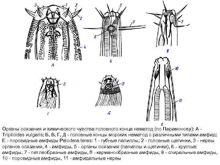 Органы осязания и химического чувства головного конца нематод (по Парамонову): А Tripiloides vulgaris; Б,