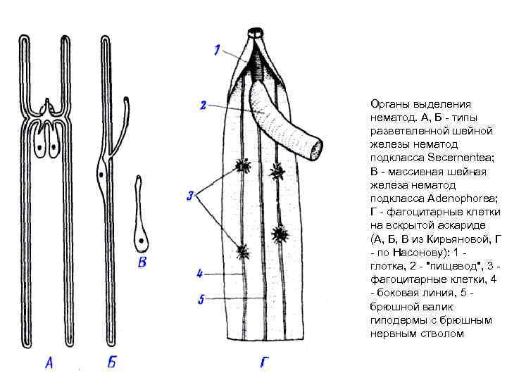 Выделительная система круглых червей. Круглые черви выделительная система. Выделительная система аскариды. Выделительная система нематод.