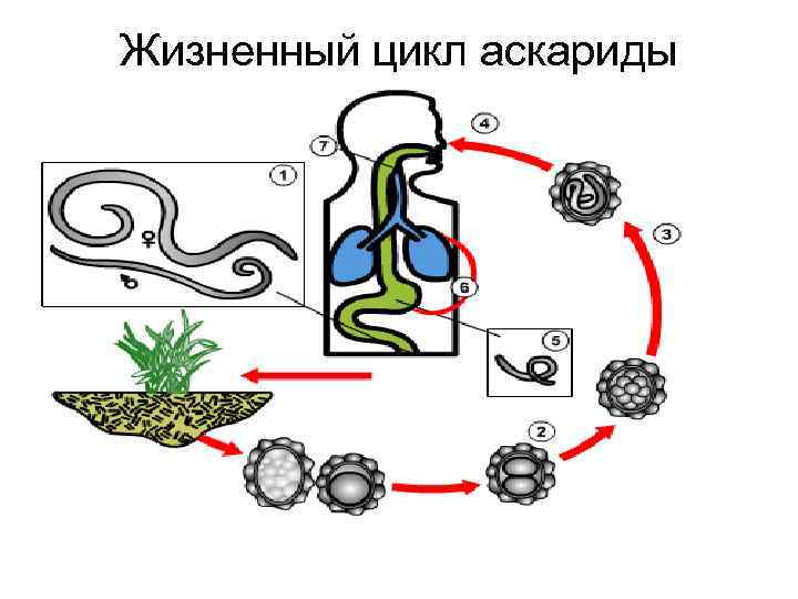 Рассмотрите рисунок 2 на котором представлен цикл развития человеческой аскариды ответьте на вопросы