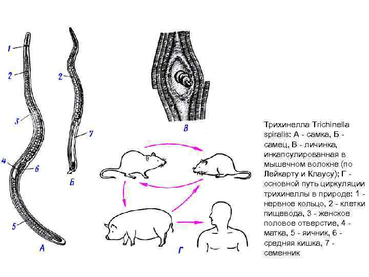 Личинка трихинеллы в мышцах рисунок с обозначениями