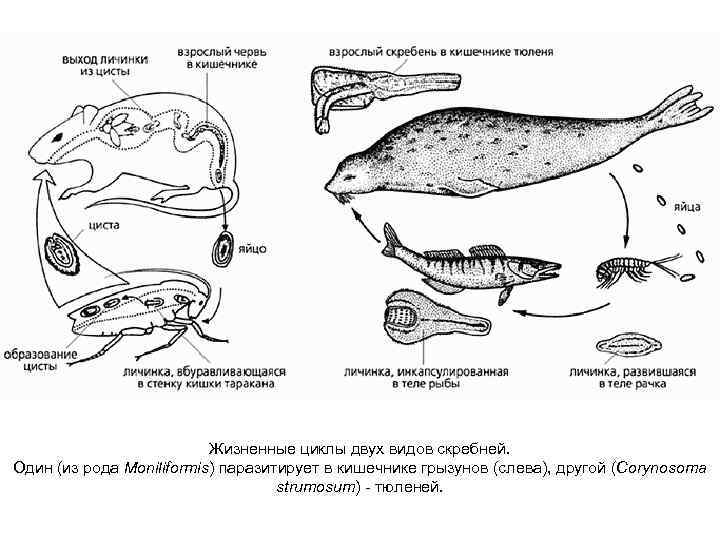 Жизненные циклы двух видов скребней. Один (из рода Moniliformis) паразитирует в кишечнике грызунов (слева),