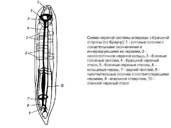 Строение нервной системы червей