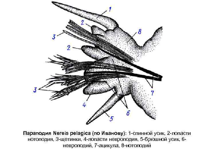 Параподия Nereis pelagica (по Иванову): 1 спинной усик, 2 лопасти нотоподия, 3 щетинки, 4