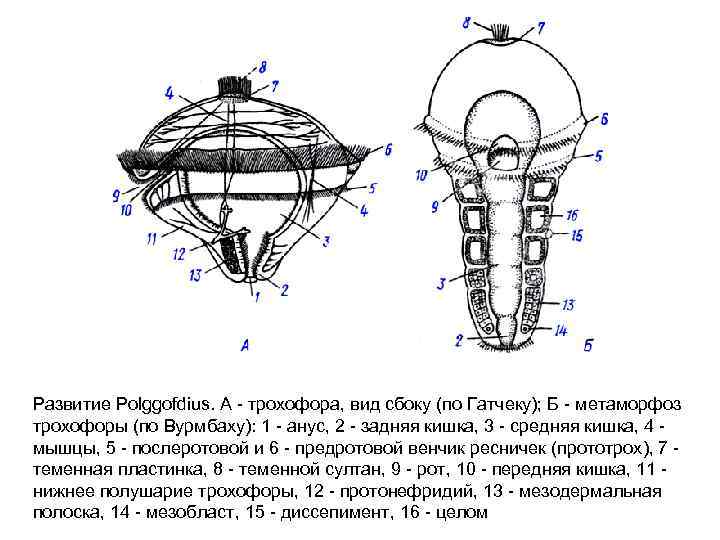 Развитие Polggofdius. A трохофора, вид сбоку (по Гатчеку); Б метаморфоз трохофоры (по Вурмбаху): 1