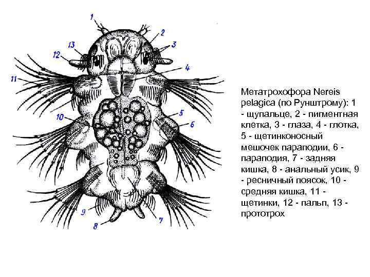 Метатрохофора Nereis реlаgiса (по Рунштрому): 1 щупальце, 2 пигментная клетка, 3 глаза, 4 глотка,