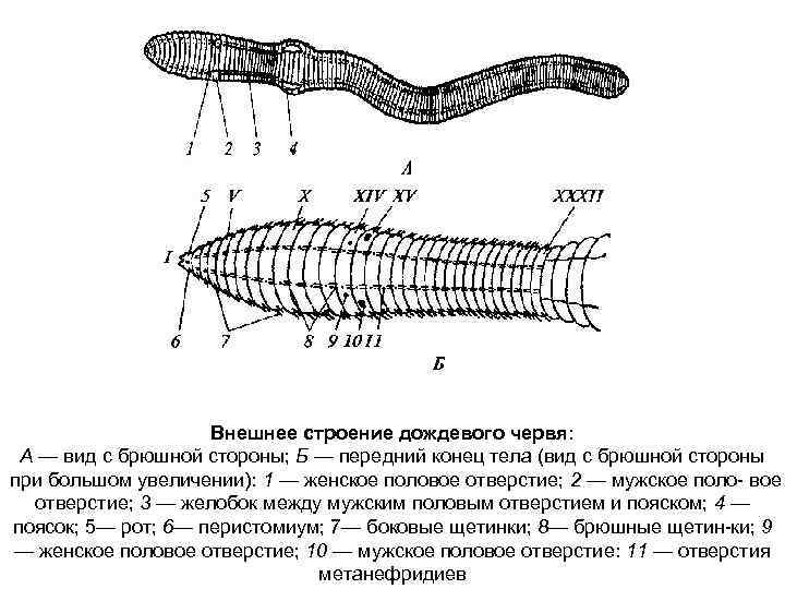 Внешнее строение дождевого червя: А — вид с брюшной стороны; Б — передний конец