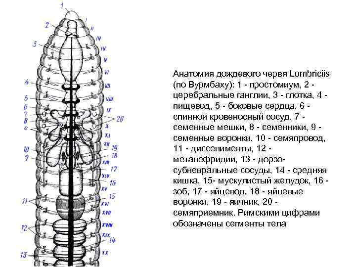 Анатомия дождевого червя Lumbriciis (по Вурмбаху): 1 простомиум, 2 церебральные ганглии, 3 глотка, 4