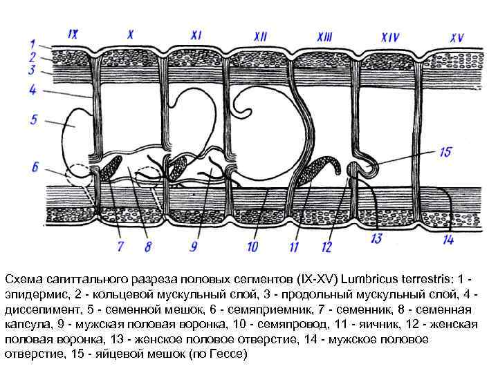 Схема сагиттального разреза половых сегментов (IX XV) Lumbricus terrestris: 1 эпидермис, 2 кольцевой мускульный