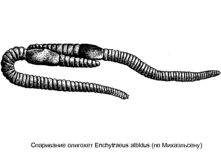 Спаривание олигохет Enchytraeus albldus (по Михаэльсену) 