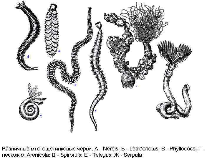 Различные многощетинковые черви. А Nereis; Б Lepidonotus; В Phyllodoce; Г пескожил Arenicola; Д Spirorbis;