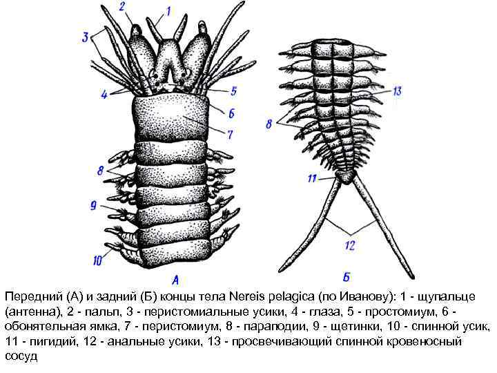 Передний (А) и задний (Б) концы тела Nereis pelagica (по Иванову): 1 щупальце (антенна),