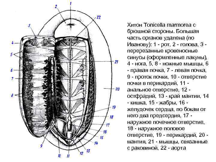 Брюшная сторона рыбы