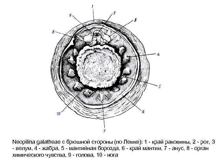 Neopilina galatheae с брюшной стороны (по Лемке): 1 - край раковины, 2 - рот,