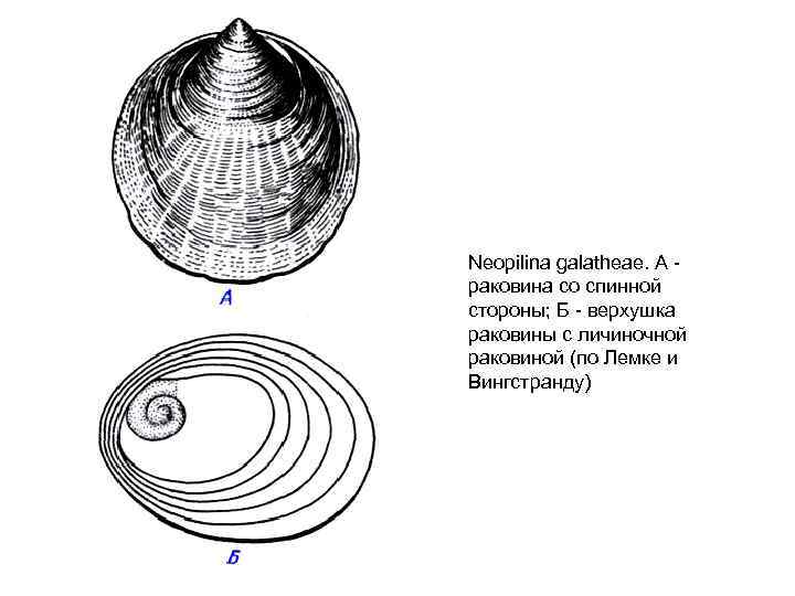 Neopilina galatheae. A раковина со спинной стороны; Б - верхушка раковины с личиночной раковиной