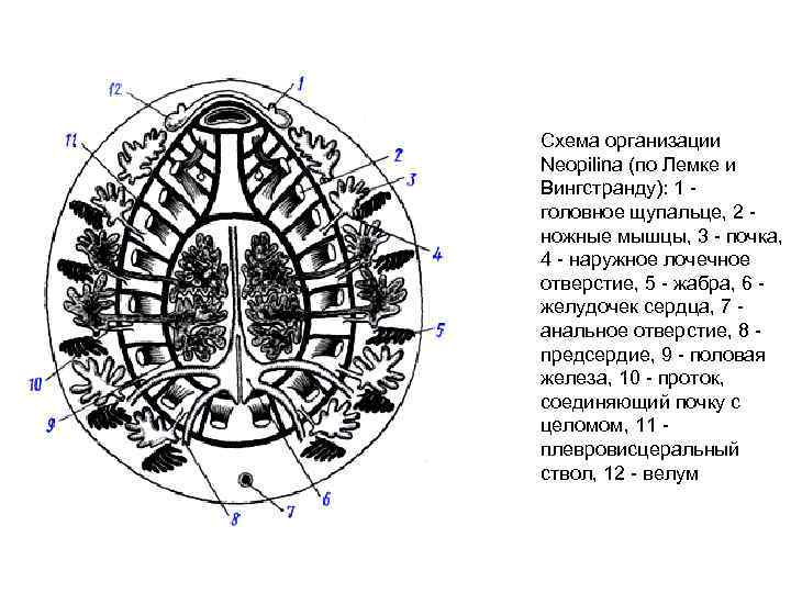 Схема организации Neopilina (по Лемке и Вингстранду): 1 головное щупальце, 2 ножные мышцы, 3