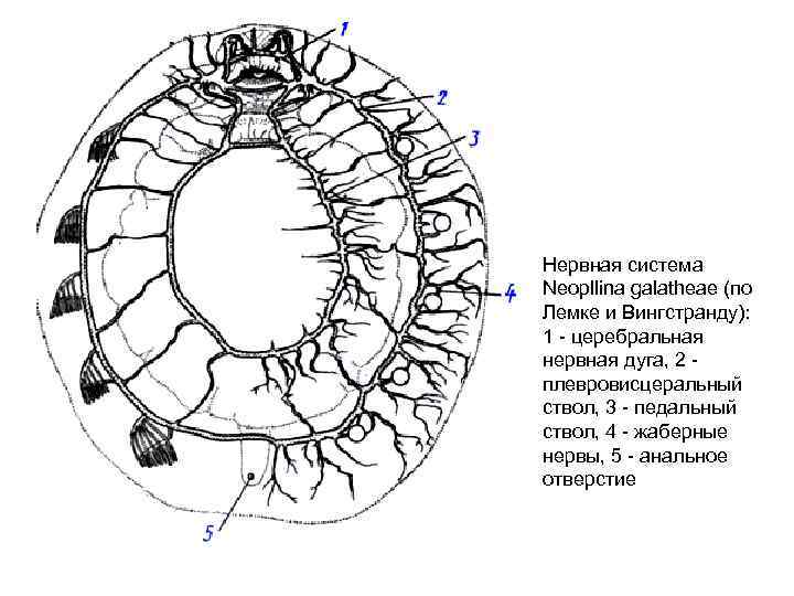 Нервная система Neopllina galatheae (по Лемке и Вингстранду): 1 - церебральная нервная дуга, 2