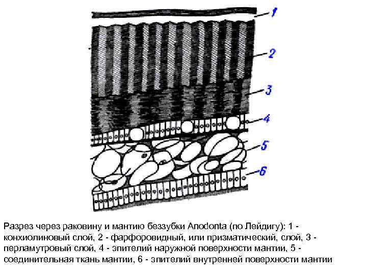 Разрез через раковину и мантию беззубки Anodonta (по Лейдигу): 1 конхиолиновый слой, 2 -