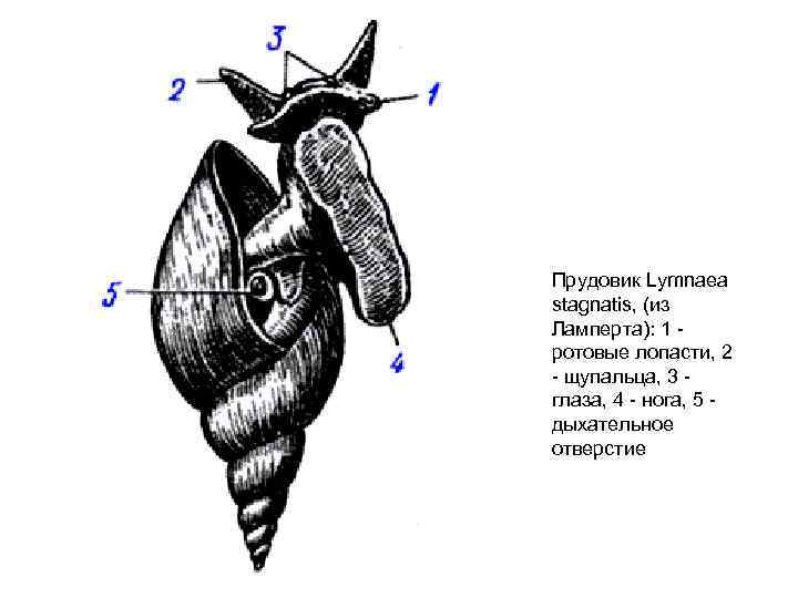 Прудовик Lymnaea stagnatis, (из Ламперта): 1 ротовые лопасти, 2 - щупальца, 3 глаза, 4
