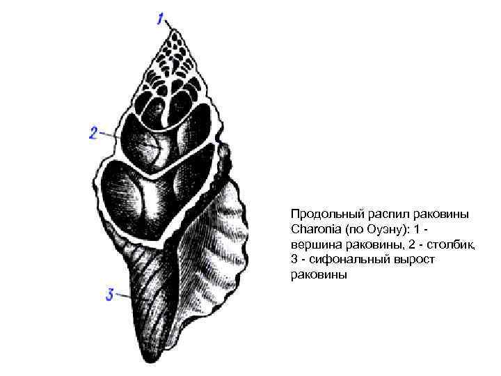 Мускулистый вырост брюшной стенки тела моллюски образует. Распил раковины брюхоногого моллюска. Продольный распил раковины виноградной улитки. Распил раковины брюхоногого моллюска Buccinum SP. Строение Лужанка строение раковины.