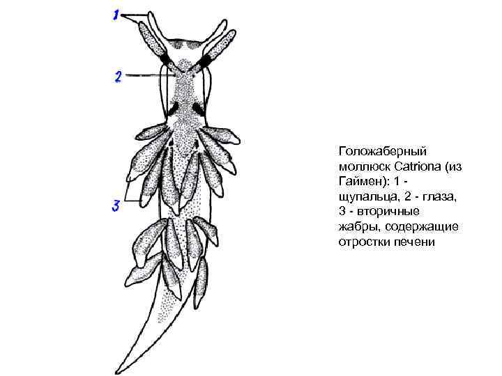 Голожаберный моллюск Catriona (из Гаймен): 1 щупальца, 2 - глаза, 3 - вторичные жабры,