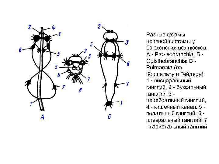 Нервная система брюхоногих моллюсков