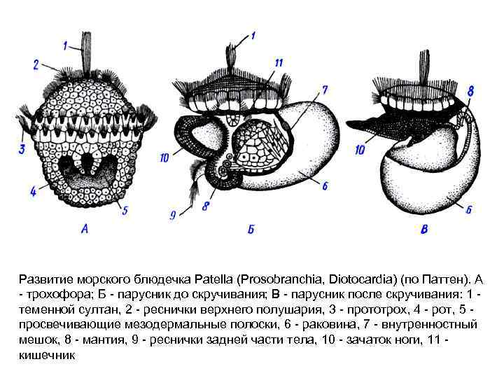 Развитие морского блюдечка Patella (Prosobranchia, Diotocardia) (по Паттен). А - трохофора; Б - парусник