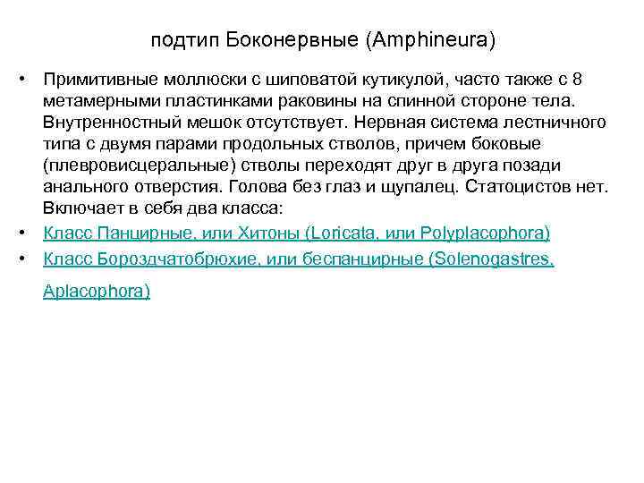 подтип Боконервные (Amphineura) • Примитивные моллюски с шиповатой кутикулой, часто также с 8 метамерными