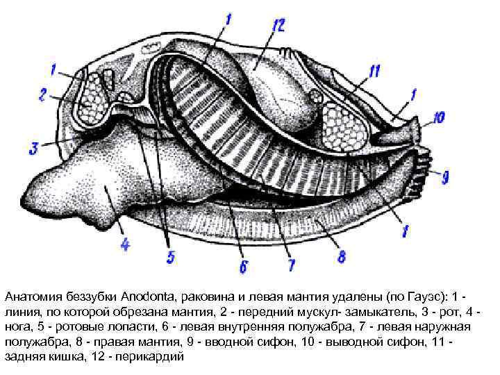 Анатомия беззубки Anodonta, раковина и левая мантия удалены (по Гауэс): 1 линия, по которой