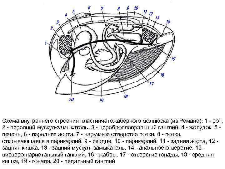 Схема внутреннего строения пластинчатожаберного моллюска (из Ремане): 1 - рот, 2 - передний мускул-замыкатель,