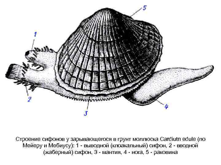 Сифоны беззубки