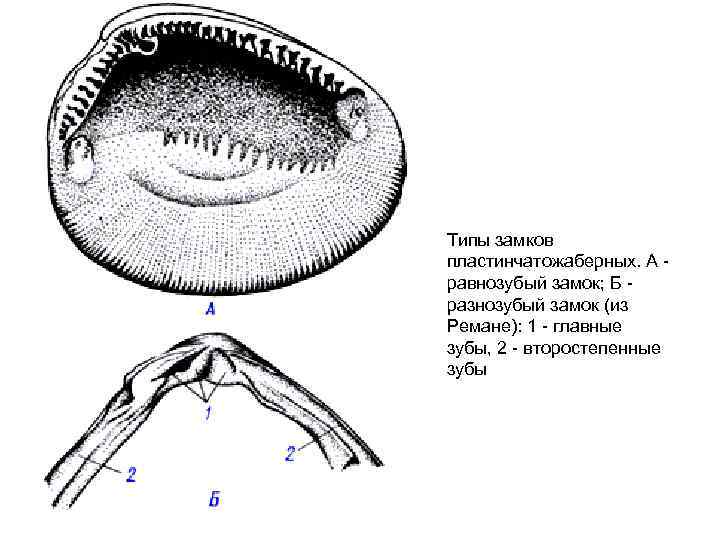 Типы замков пластинчатожаберных. А равнозубый замок; Б разнозубый замок (из Ремане): 1 - главные