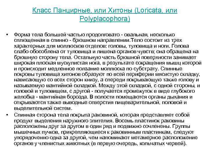 Класс Панцирные, или Хитоны (Loricata, или Polyplacophora) • • Форма тела большей частью продолговато