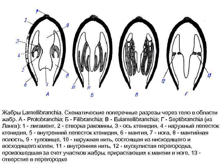 Жабры Lamellibranchia. Схематические поперечные разрезы через тело в области жабр. А - Protobranchia; Б