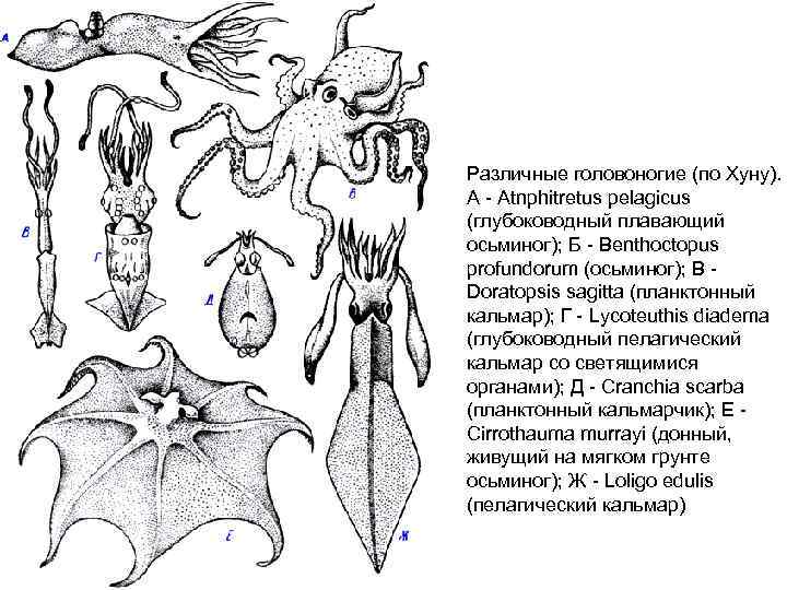 Какой тип развития характерен для осьминога обыкновенного изображенного на рисунке 1 ответ обоснуйте