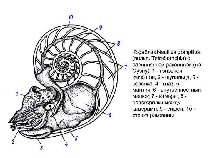 Кораблик Nautilus pompilius (подкл. Tetrabranchia) с распиленной раковиной (по Оуэну): 1 - головной капюшон,