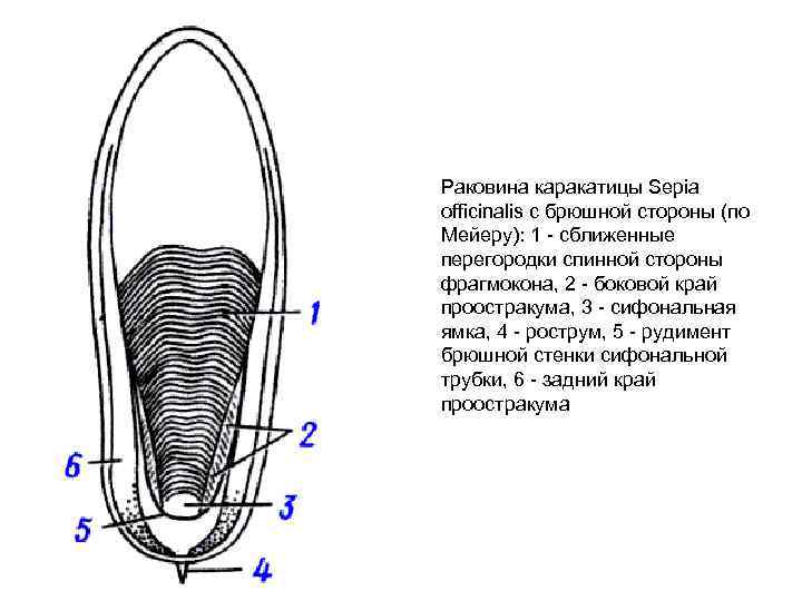 Строение каракатицы