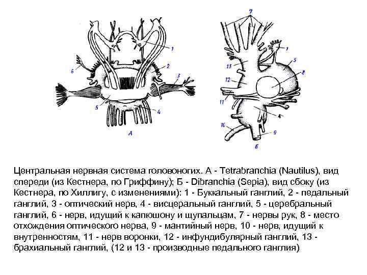 Нервная система головоногих. Нервная система головоногих моллюсков Тип. Головоногие строение нервной системы. Дыхательная система головоногих. Нервная система головоногих моллюсков схема.