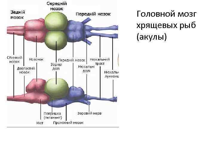 Строение мозга костных рыб. Строение мозга хрящевых рыб. Строение головного мозга акулы. Строение нервной системы акулы.