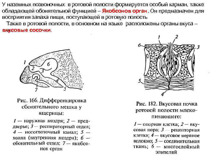 У наземных позвоночных в ротовой полости формируется особый карман, также обладающей обонятельной функцией –