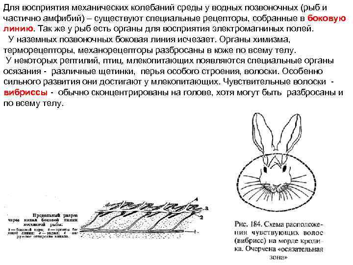 Для восприятия механических колебаний среды у водных позвоночных (рыб и частично амфибий) – существуют