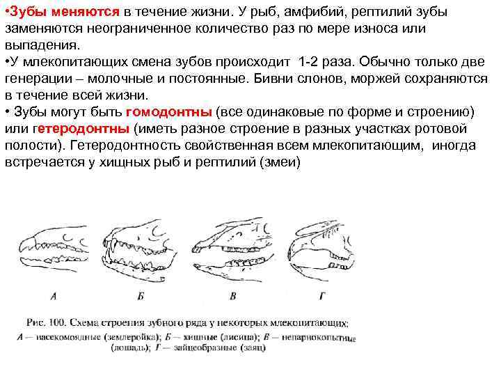 Зубы у земноводных имеются. Зубы у земноводных имеются. Зубы у земноводных имеются. Отделы пищеварительной системы лягушки. Пищеварительная система земноводных схема.
