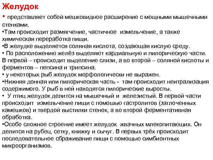 Желудок • представляет собой мешковидное расширение с мощными мышечными стенками. • Там происходит размягчение,