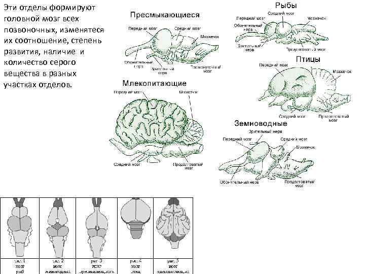 Мозг амфибий и рептилий. Строение головного мозга позвоночных. Нервная система и головной мозг млекопитающего схема. Строение головного мозга позвоночных сравнением. Общий план строения головного мозга у позвоночных.