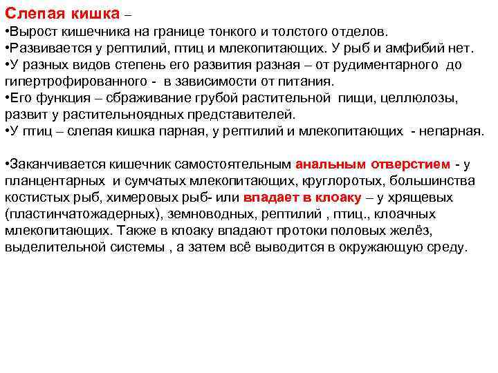 Слепая кишка – • Вырост кишечника на границе тонкого и толстого отделов. • Развивается